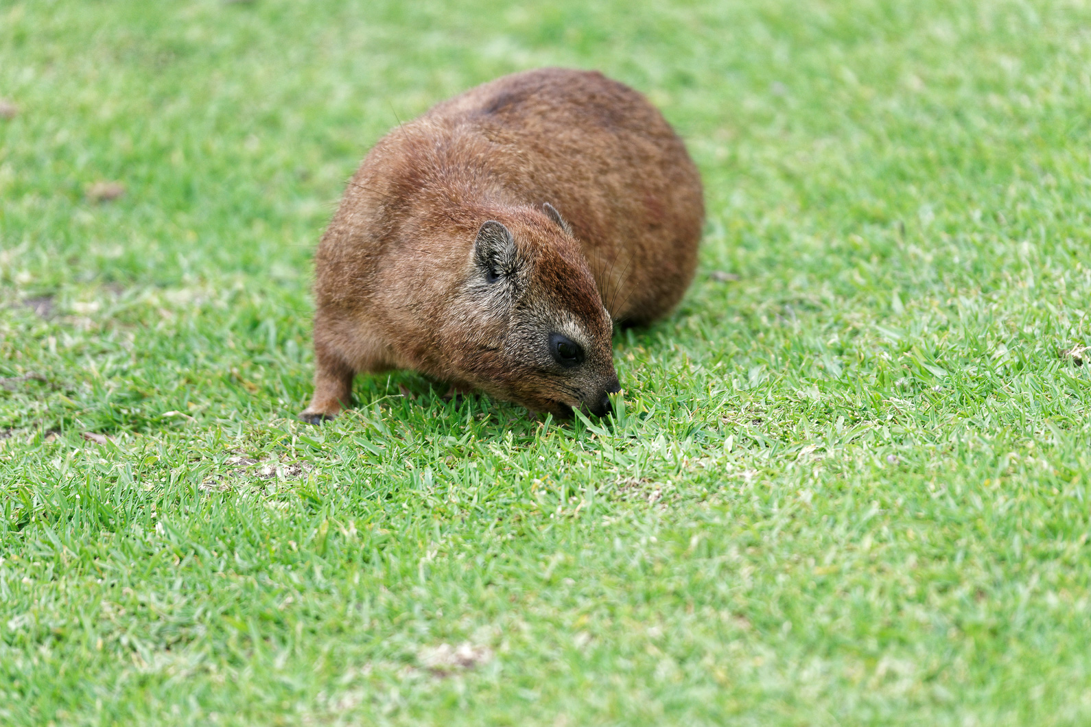 20161109 154852 Klippschliefer   verweand mit Elefanten und Seekühen
